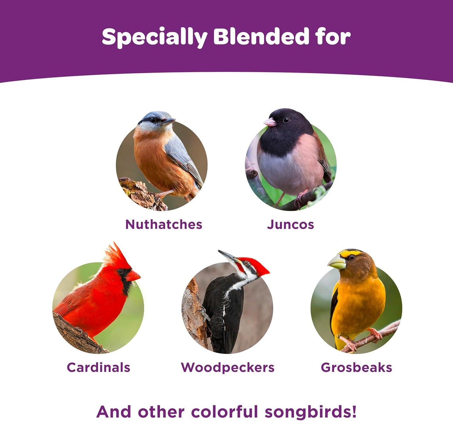 Kaytee Wild Bird Seed 5 lb Attracts Colorful Songbirds