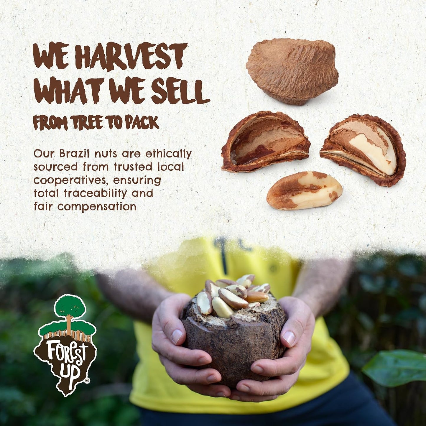 Brazil Nuts, 15 oz, Raw, Unsalted, Kosher, Organic, Vegan, Gluten Free, Harvested in Amazon Rainforest