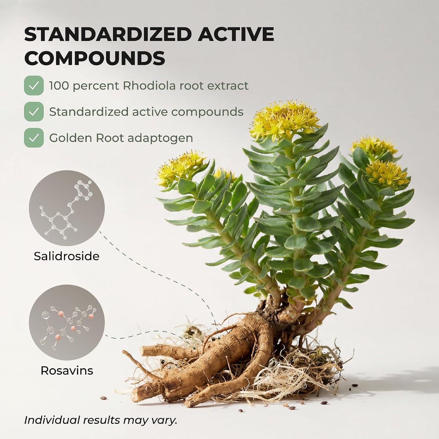 Rhodiola Rosea Supplement – Golden Root Adaptogen Capsules - Rhodiola Rosea Extract Powder Alternative with Salidroside for Stress Support - Energy, Focus & Performance