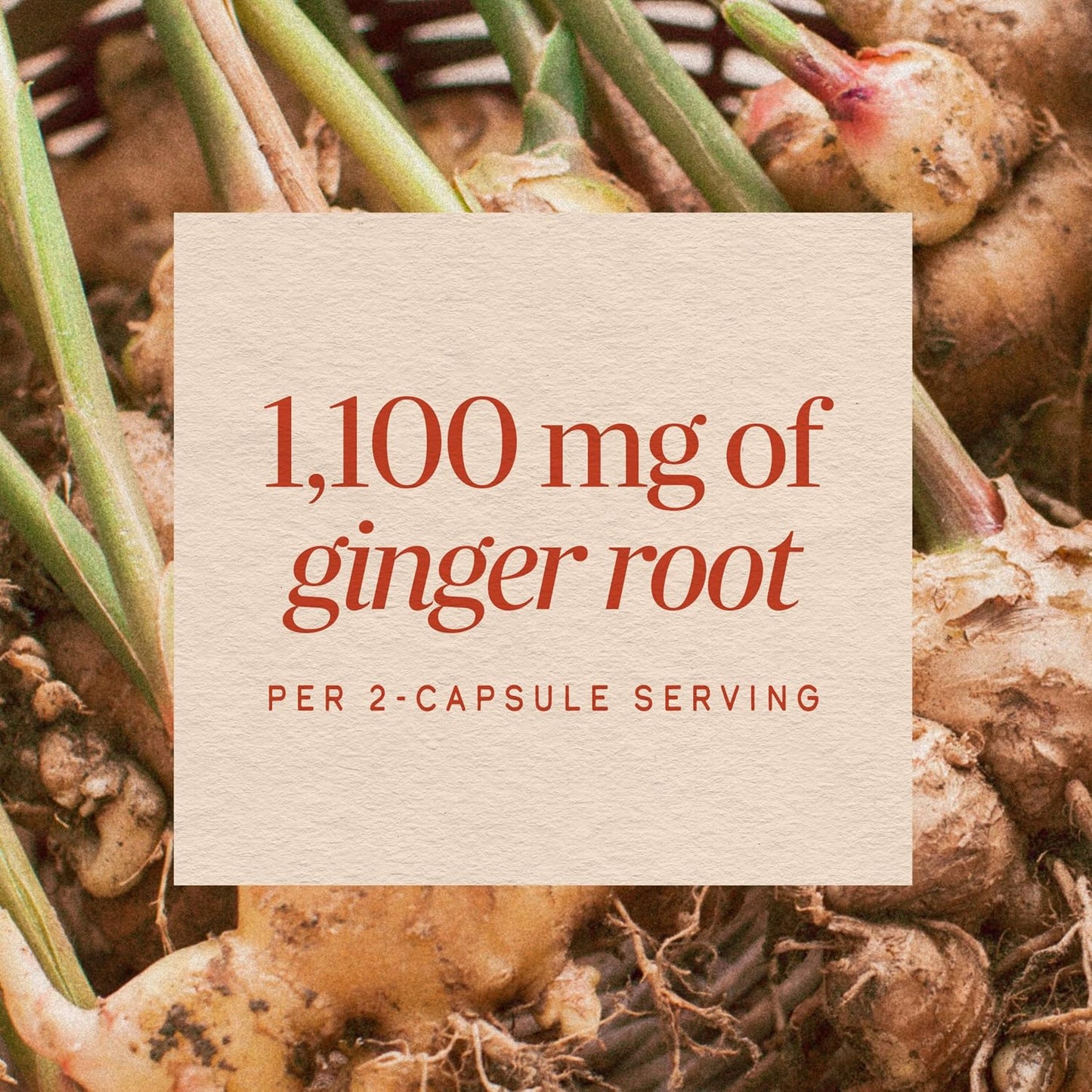 Nature's Way Ginger Root Capsules, 1100 mg, Vegan, Non-GMO, 240 Count