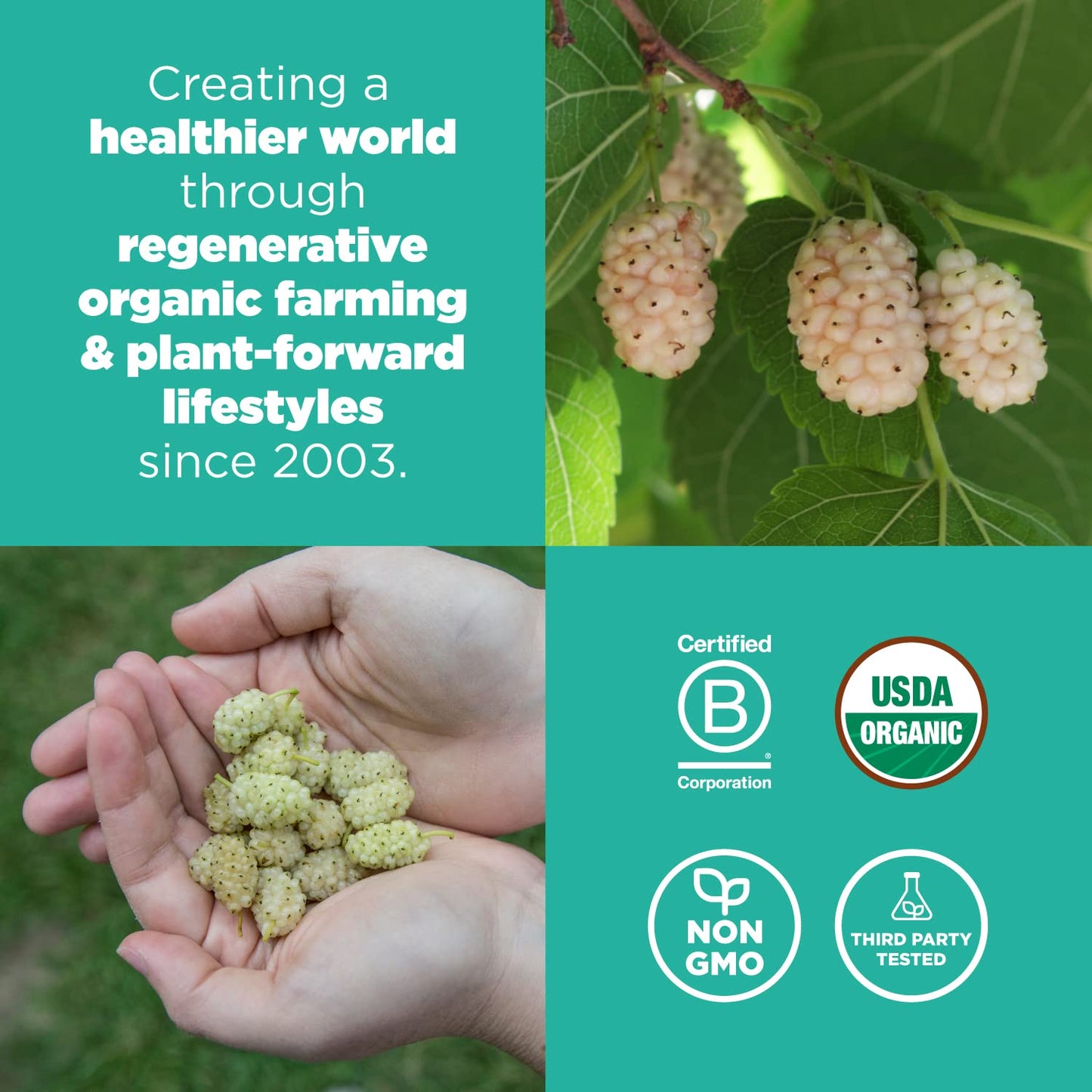 Organic White Turkish Mulberries for Snacks and Baking