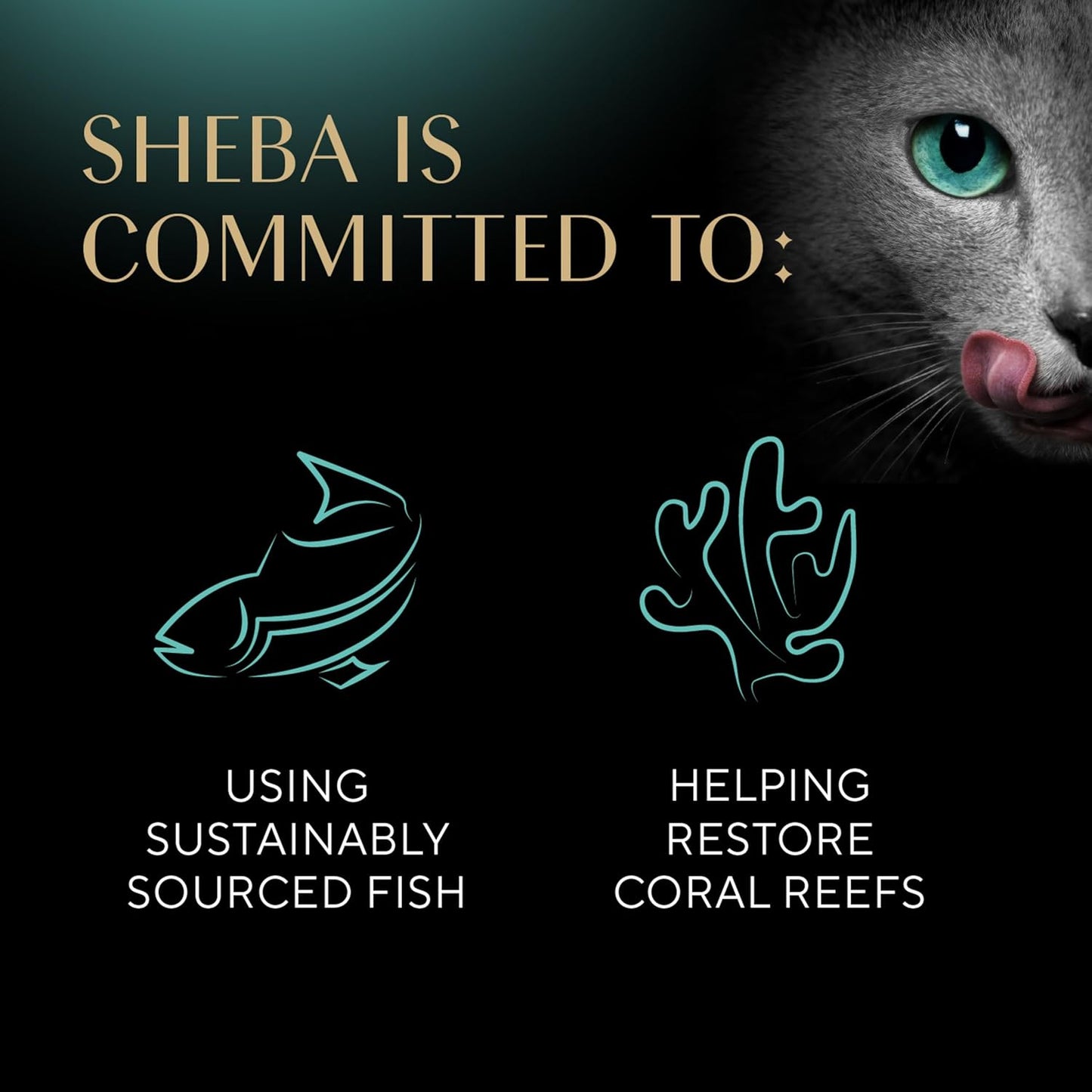 Sheba Perfect Portions Kitten Wet Cat Food Pate Chicken Entree and Salmon Entree, 2.6 oz. Twin-Pack Trays (12 Count, 24 Servings) (Pack of 2)