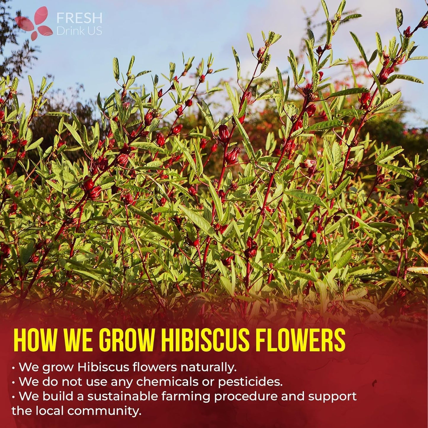 100% Natural Hibiscus Flowers Tea Bags, Loose Flower Herbal Tea, No Sugar, No Caffeine, No Gluten, Vegan