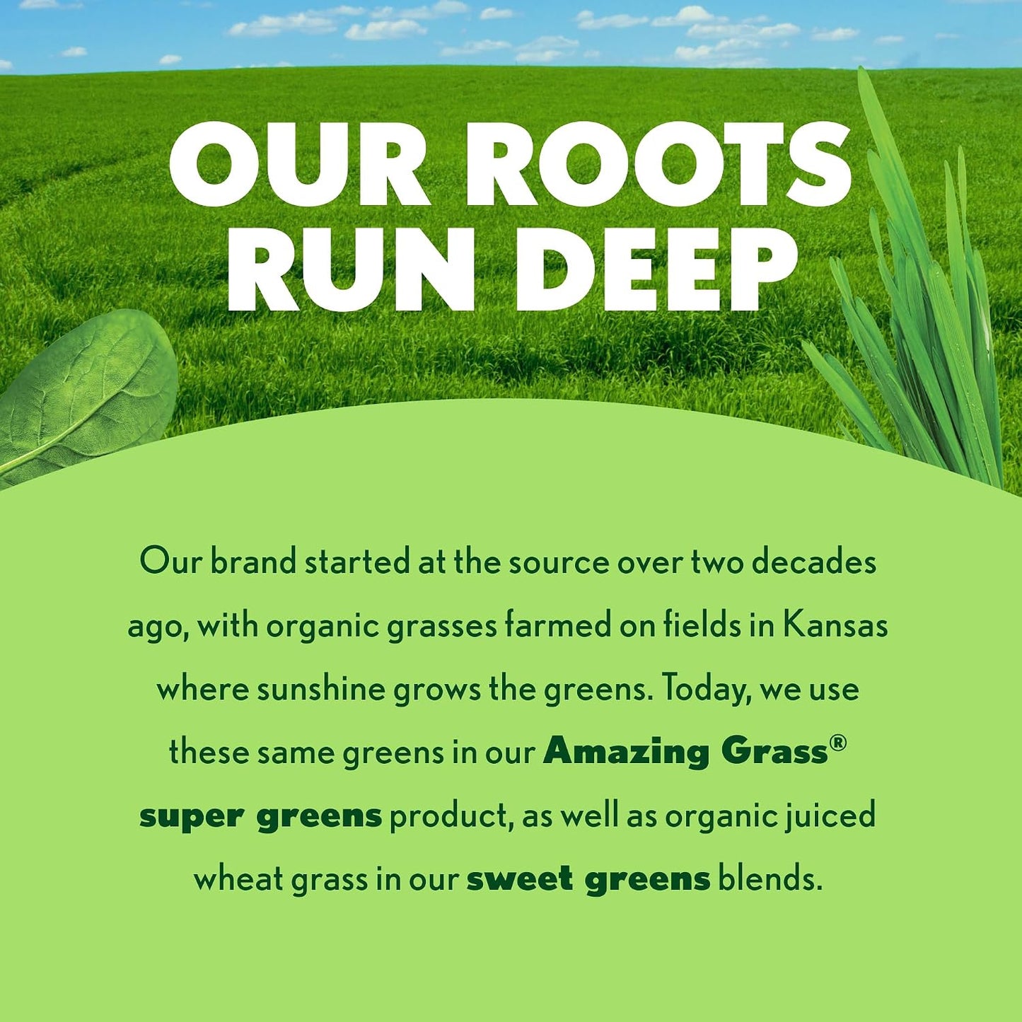 Amazing Grass Super Greens Powder, Organic, Greens Superfood Powder, Smoothie Supplements, Supports Digestion, Probiotics, Spirulina, Beet Root, Original, 30 Servings, 8.5 Ounce (Packaging May Vary)