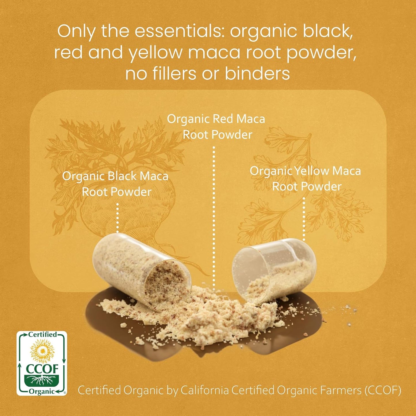 NaturaLife Labs Organic Maca Root – Black, Red & Yellow – 1900 mg per Serving – 150 Capsules – Gelatinized Peruvian Maca – Non-GMO, Gluten-Free, Vegan