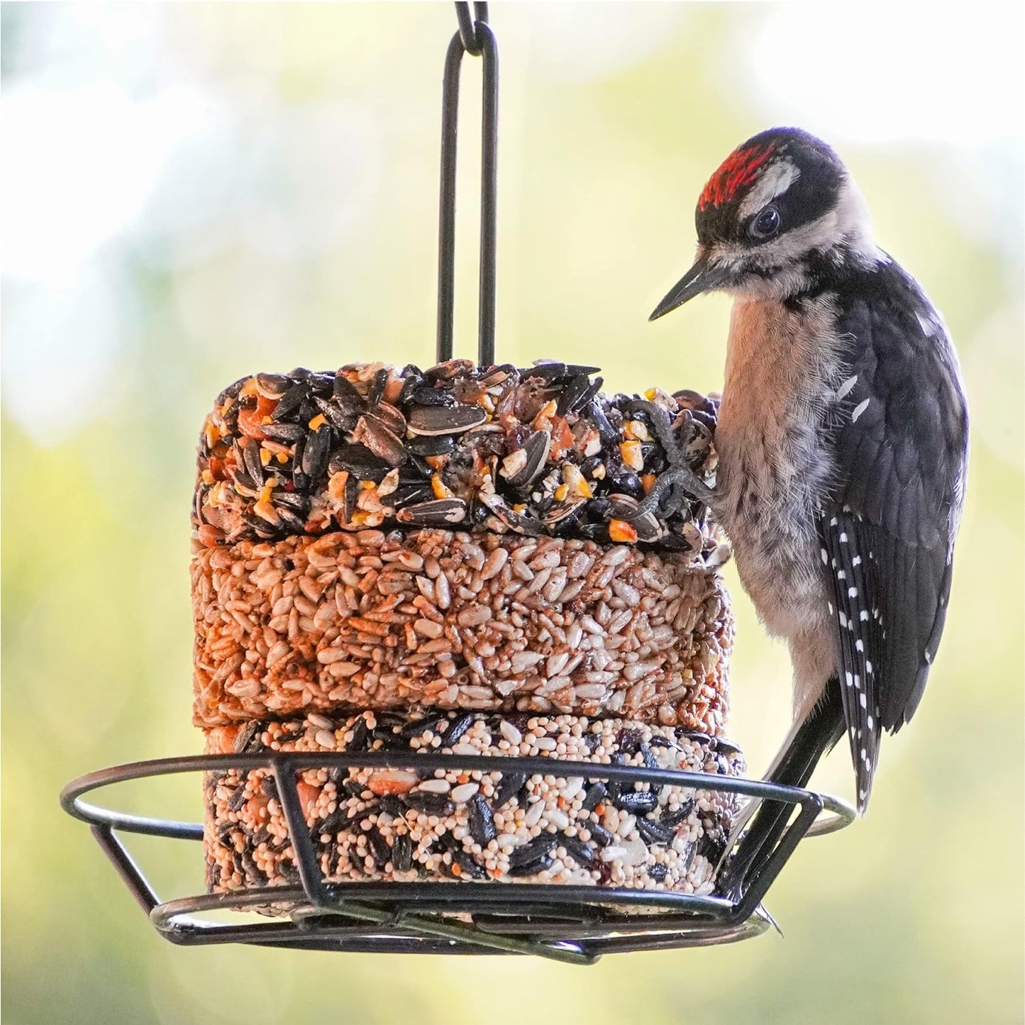 Audubon Park Nut & Fruit Snack Stack Bird Food 6-Pack